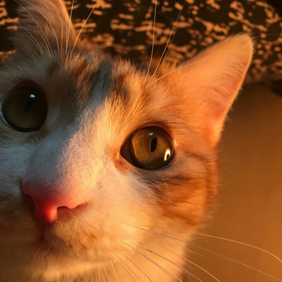 ĺW(wng)